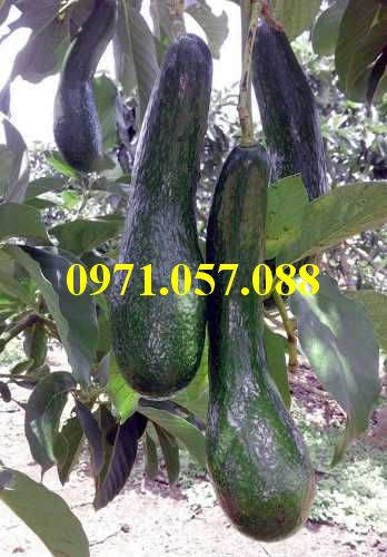 Cây giống bơ 034